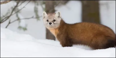 Z comme Zibeline : à quelle famille la zibeline appartient-elle ?