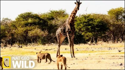 Ceci est une girafe.