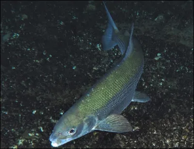 Quel est le nom de ce poisson typique du lac Léman ?