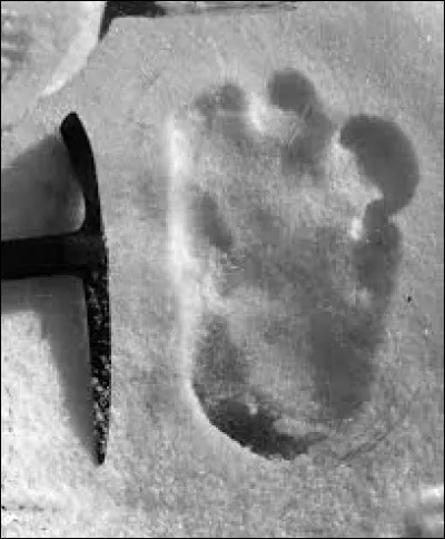 Le yeti a été retrouvé en Himalaya.