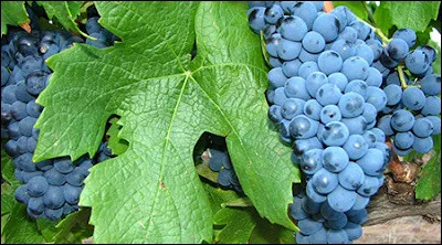 Dans quel pays trouve-t-on des vins issus du cépage pinotage dont il est originaire ?