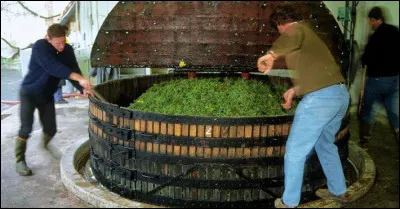 Quelles sont, dans l'ordre, les différentes étapes de la vinification d'un vin rouge ?