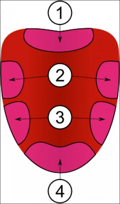 Où se situe la sensation sucrée sur la langue ?