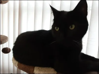 Si vous trouvez un chaton perdu, vous :