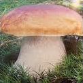 Quiz Champignons