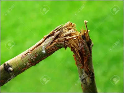 Thomas, arrivé à la lisière de la forêt, hurle qu'on l'aide.
Newt, arrivant le 1er, frappe l'agresseur à l'aide d'une branche...