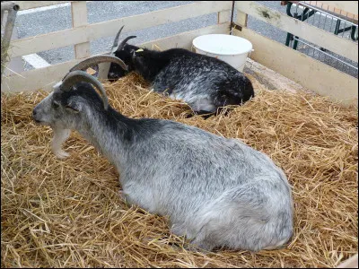 En quelle année le Vésuve a-t-il enseveli Pompéi ?