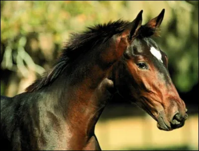 Comment s'appelle cette liste ?