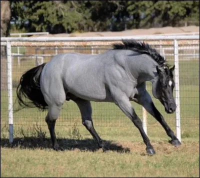 Comment s'appelle cette robe ?