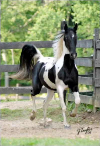 Comment s'appelle cette robe ?