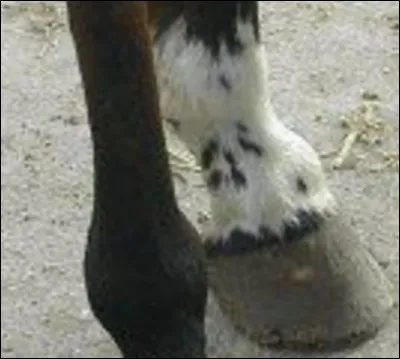 Comment s'appelle cette balzane ?