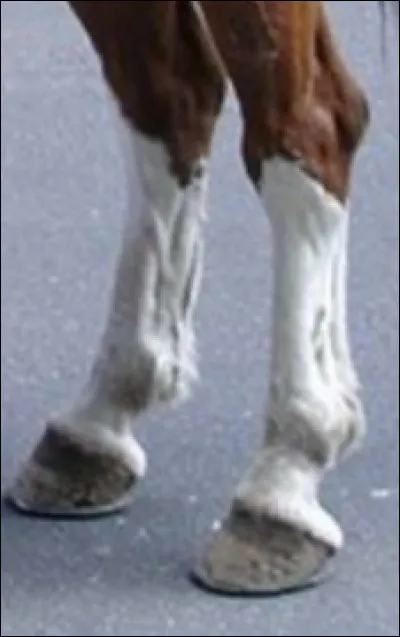 Comment s'appelle cette balzane ?