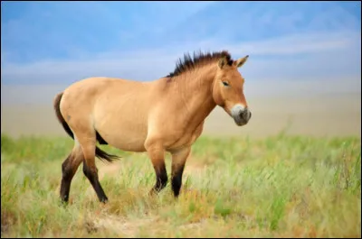 Comment s'appelle leur ancêtre ?