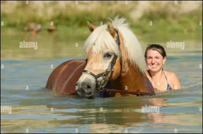 Les chevaux nagent-ils ?