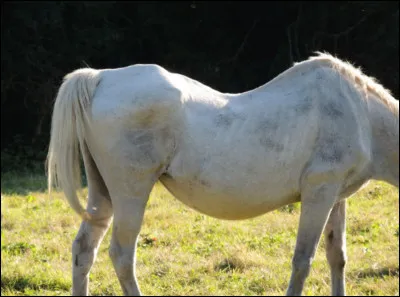 Qel est le problème de ce cheval ?