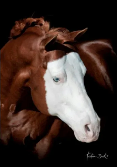 Comment s'appelle cette liste ?