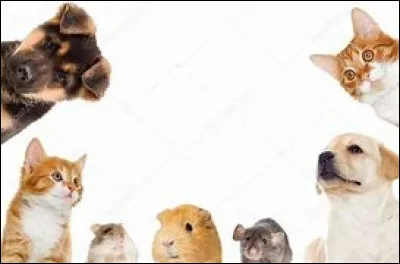 Si tu n'as pas trouvé, voici une autre liste. Quel est ton animal préféré ?