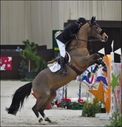 Autrefois, le selle français vivait en liberté.