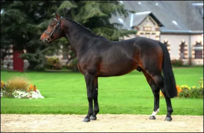 Les pieds du selle français sont sûrs.