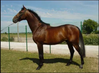 C'est le créateur des tapis de selle Kentucky qui a inventé le selle français.