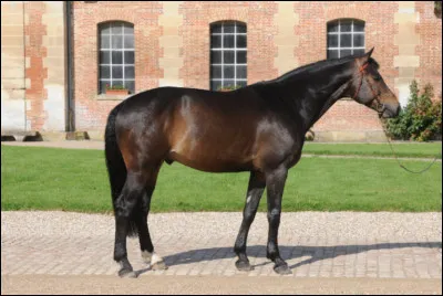 Le selle français est le cheval qui défile le 14 juillet.