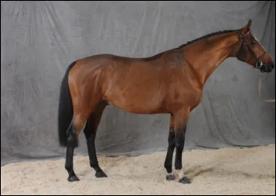 Le selle français est un croisement entre le KWPN et un frison.