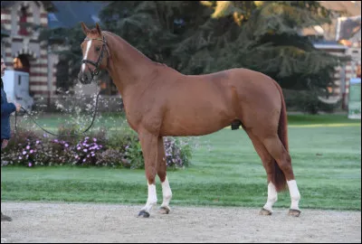 Le selle français ne sait pas sauter.