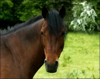 Un homme a dit : ''Un cheval pour la guerre'' en parlant de ce cheval.