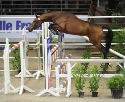 Le selle français mesure entre 1,55 m et 1,70 m au garrot.