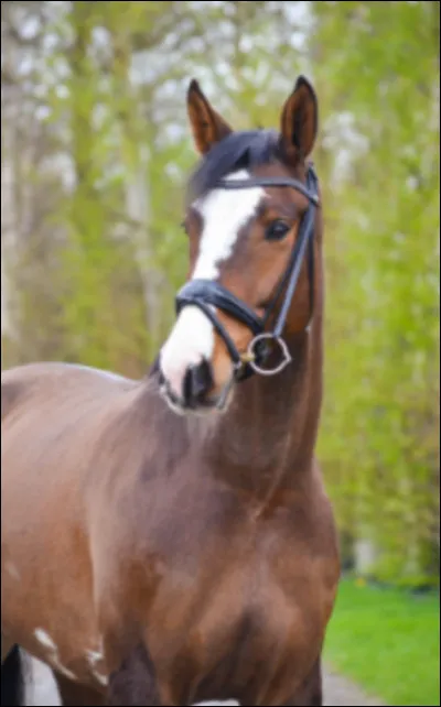 Le selle français a été créé à partir de demi-sang normand.