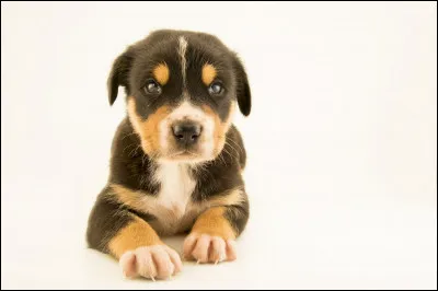 Le film "Le Chien jaune de Mongolie" a été tourné en Mongolie et nous savons que la Mongolie se situe en :