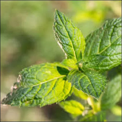 Avec lequel de ces fruits la menthe se marie-t-elle le mieux ?