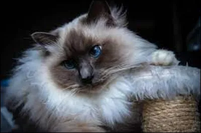 Qui est le lieutenant du Clan du Ciel ?