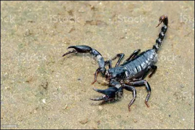 Quelle est la taille maximale d'un scorpion empereur ?