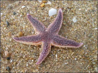 Quelles sont les caract&eacute;ristiques d'une &eacute;toile de mer ?