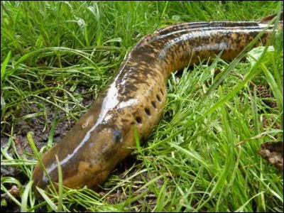 Combien existe-t-il d'esp&egrave;ces de poissons ?