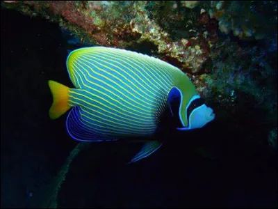 Quels sont les traits de caract&egrave;res chez les poissons ?