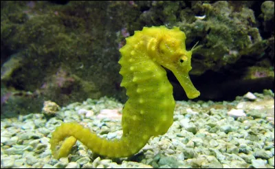 Quelle est la taille maximale d'un hippocampe dor&eacute; ?