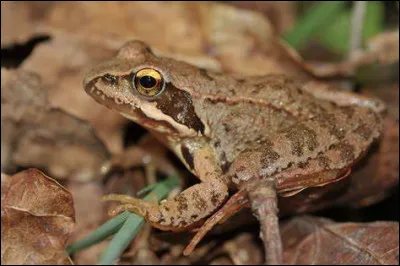 Laquelle de ces esp&egrave;ces ne fait pas partie des esp&egrave;ces d'amphibiens ?