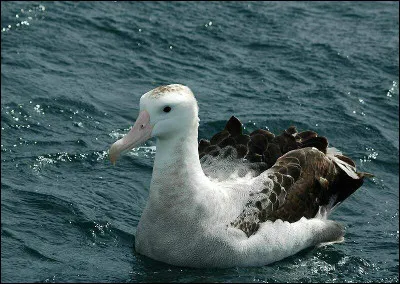 Quelle est la taille maximale d'un albatros hurleur ?