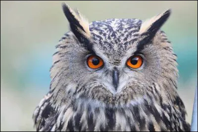 Quelles sont les caract&eacute;ristiques d'un hibou grand duc ?