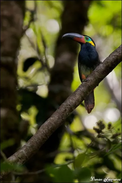 Comment traduit-on toucanet koulik en latin ?