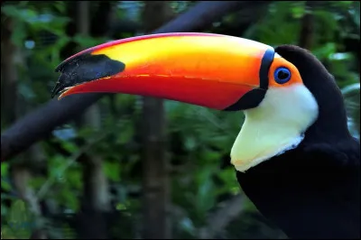 O&ugrave; vit le toucan toco ?