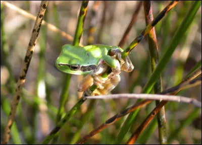Quels sont les 3 types d'amphibiens ?