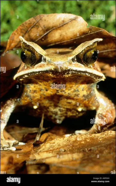Cette grenouille est pourvue d'un camouflage extraordinaire. Sa forme et sa couleur imitent si bien les feuilles mortes qu'elle passe inaper&ccedil;ue sur le sol de la for&ecirc;t tropicale. Elle se sert de ce camouflage pour prendre les petits animaux en embuscade.De quel type de grenouille s'agit-il ?