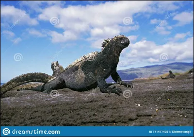 Quelle est la taille maximale d'un iguane marin ?