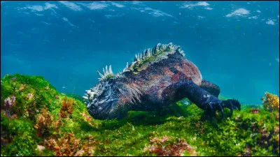 Jusqu'&agrave; quel niveau de profondeur un iguane marin peut-il descendre sous l'eau ?