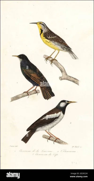 Quelles sont les caract&eacute;ristiques de l'&eacute;tourneau sansonnet ?