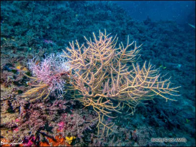 Quel est le nom latin de la gorgone orange ?