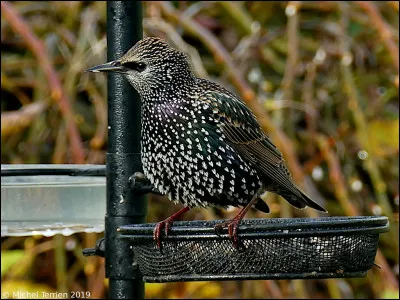 Combien y a-t-il d'&eacute;tourneaux en Am&eacute;rique du Nord ?